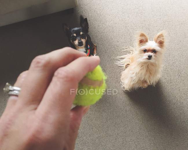 Mulher com bola brincando com cães — Fotografia de Stock