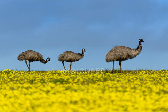 Emus in Campo di Canola — Foto stock