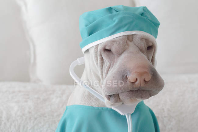 Shar Pei dog dressed as surgeon — Stock Photo