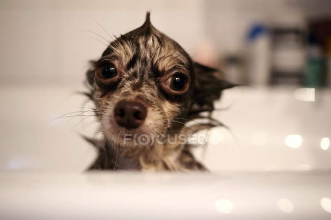Wet funny Chihuahua dog in a bath — Stock Photo