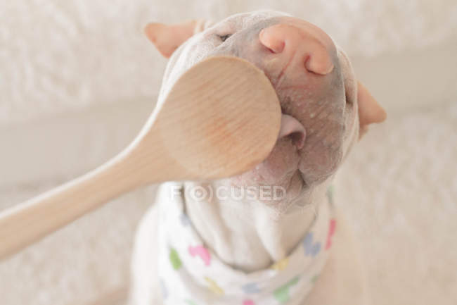Shar pei licking spoon — Stock Photo