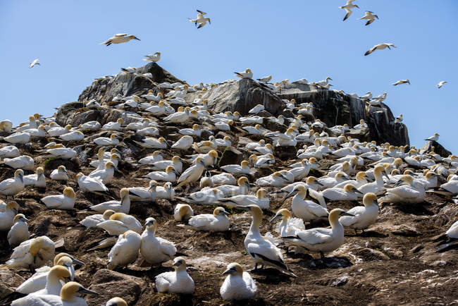 Flock of Northern gannets — Stock Photo
