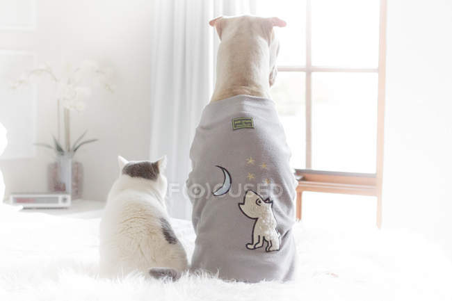 Shar Pei and cat sitting on bed — Stock Photo