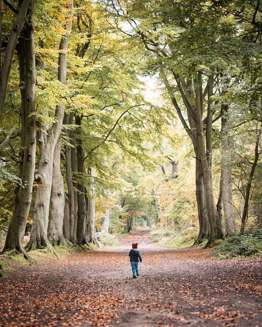 Niño caminando por el bosque - foto de stock