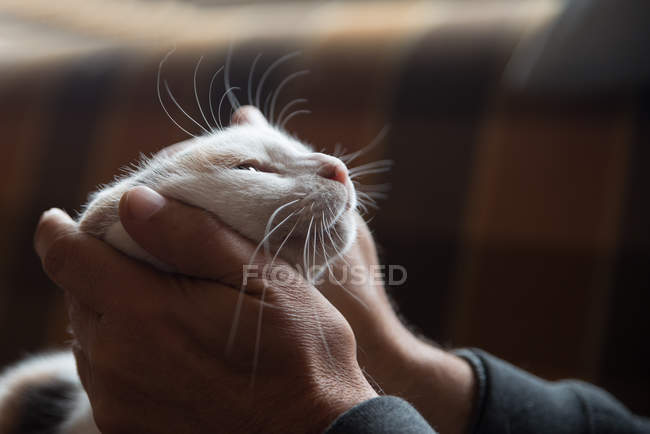 Man stroking cat — Stock Photo