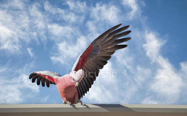 Galah Kakadu Vogel auf Brüstung — Stockfoto