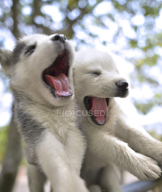 Dois filhotes de cachorro husky siberianos jogando — Fotografia de Stock