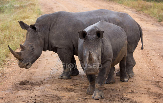 Dos rinocerontes salvajes - foto de stock