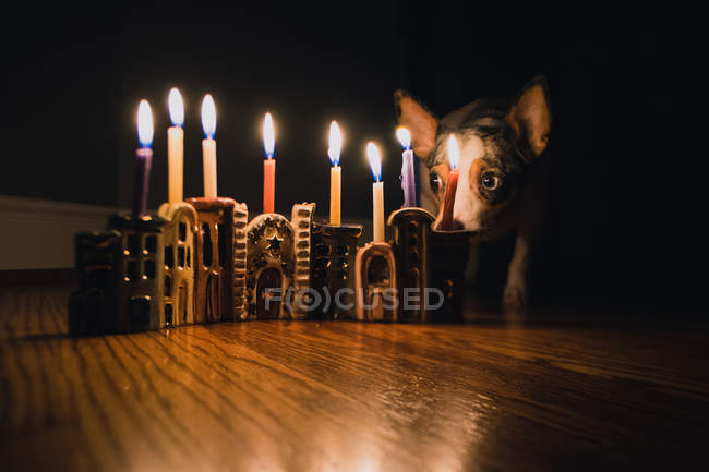 Собака сидить поруч з декоративними свічками — стокове фото