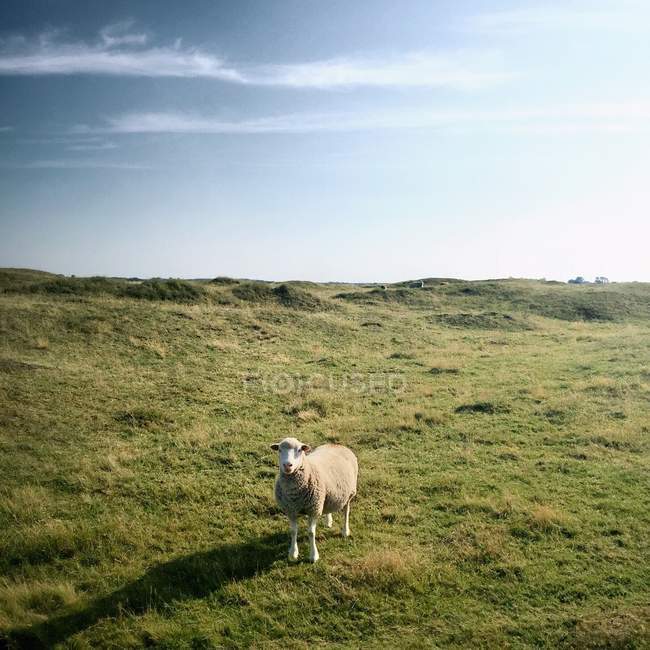 Овцы в зеленой лужайке — стоковое фото