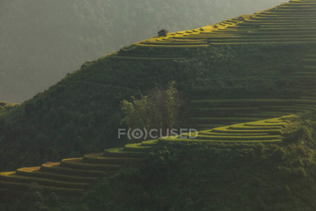Terrazas de arroz en las montañas - foto de stock