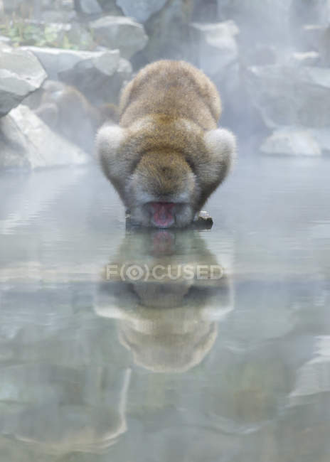 Japanese snow monkey drinking water — Stock Photo