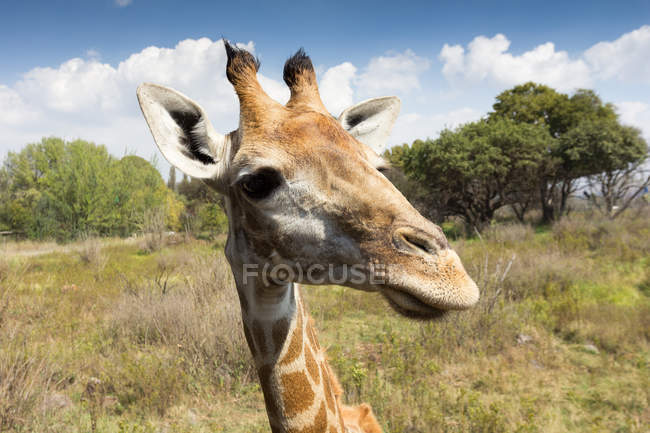 Cabeça de girafa bonito — Fotografia de Stock