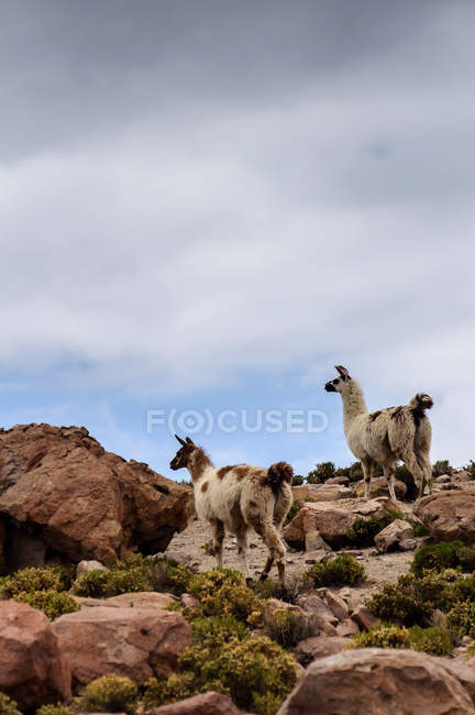 Dos Llamas caminando sobre un lugar rocoso - foto de stock