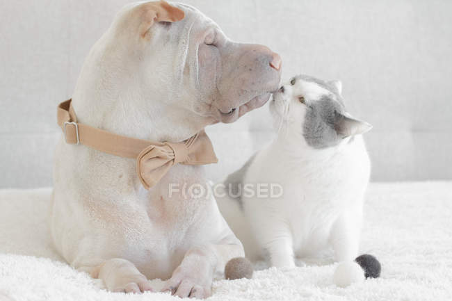 Shar Pei perro y gato - foto de stock