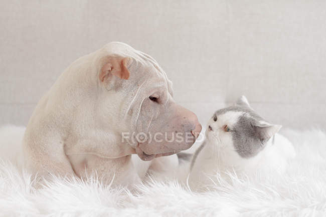 Shar pei Hund und Katze — Stockfoto