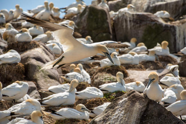 Flock of Northern gannets — Stock Photo