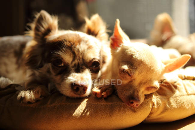 Chihuahua dogs lying on pillow — Stock Photo