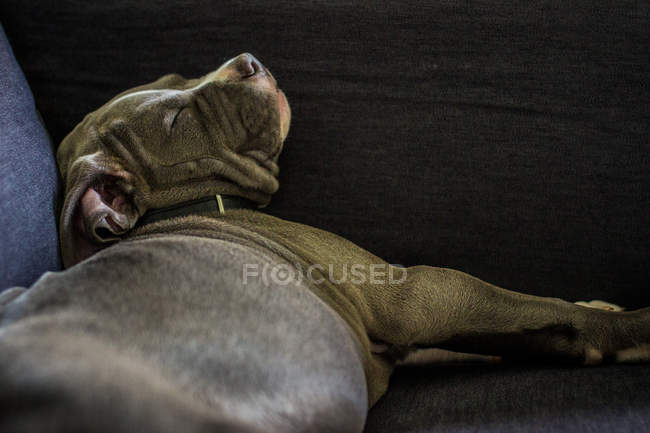 Спящий щенок на диване — стоковое фото