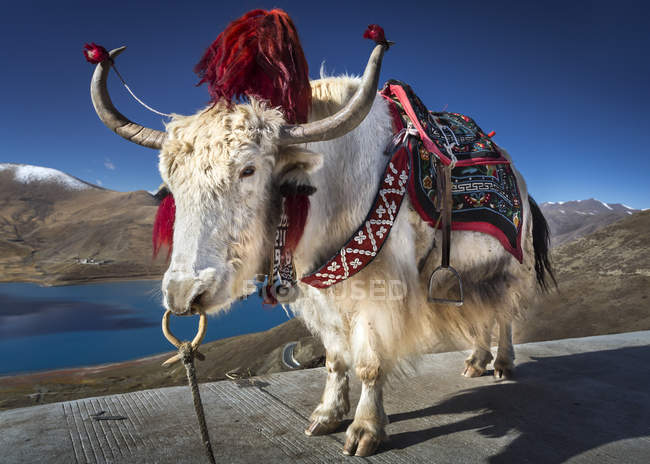 Yak con imbracatura contro montagne innevate — Foto stock
