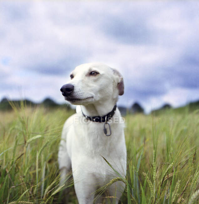 Whippet in wheat field — Stock Photo