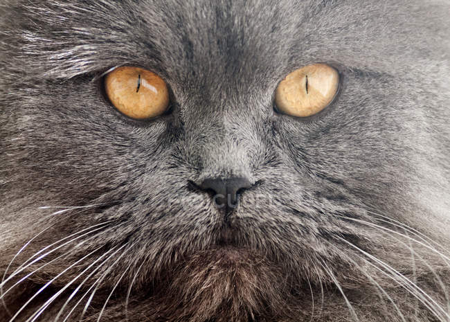 Крупним планом перська кішка — стокове фото