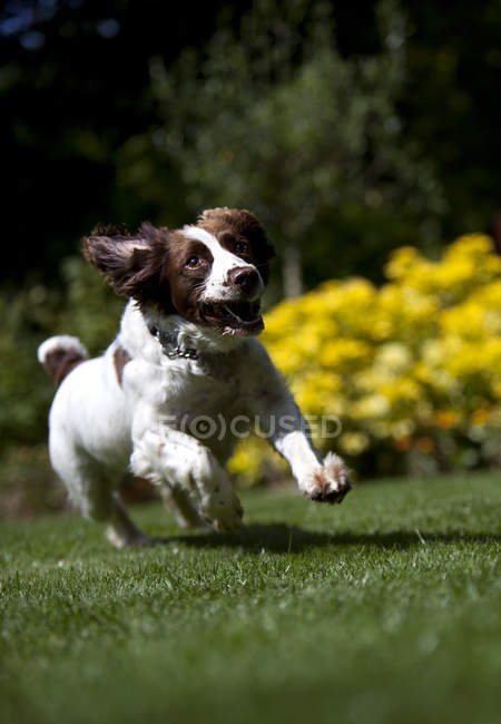 Perro corriendo feliz - foto de stock