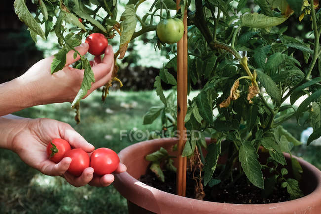 Manos femeninas recogiendo tomates - foto de stock