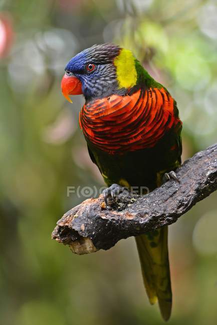 Uccello colorato su ramo — Foto stock