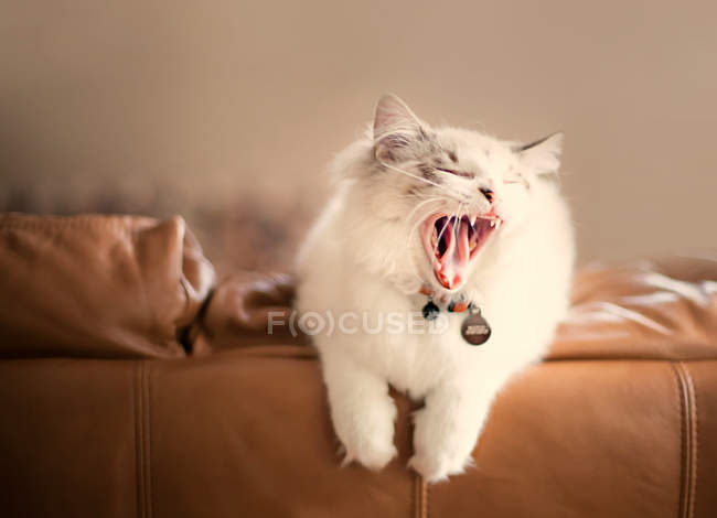 Gato branco bocejo — Fotografia de Stock
