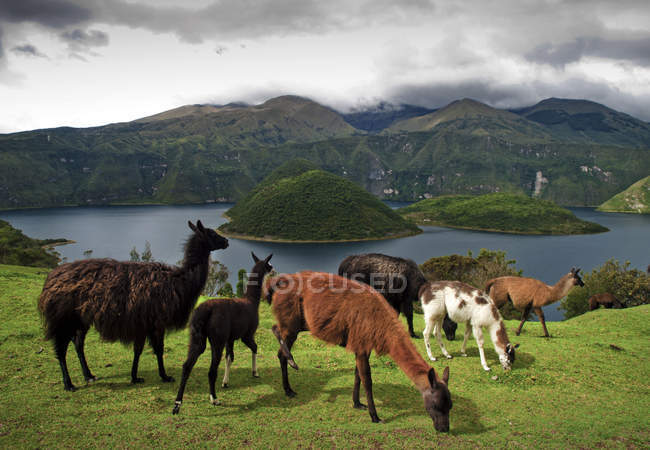 Llamas en pastos, lago Cuicocha en el fondo - foto de stock