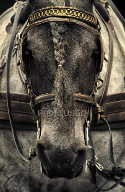Pferd mit Reitgeschirr — Stockfoto