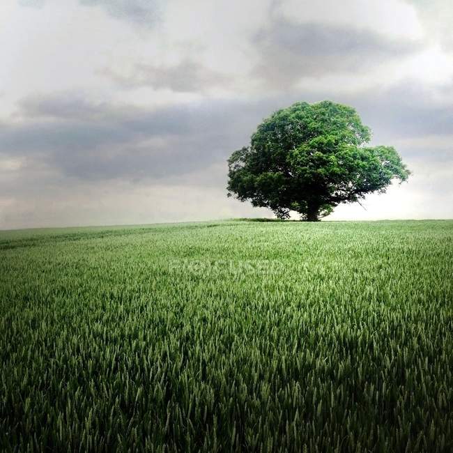 Árvore grande no campo verde — Fotografia de Stock