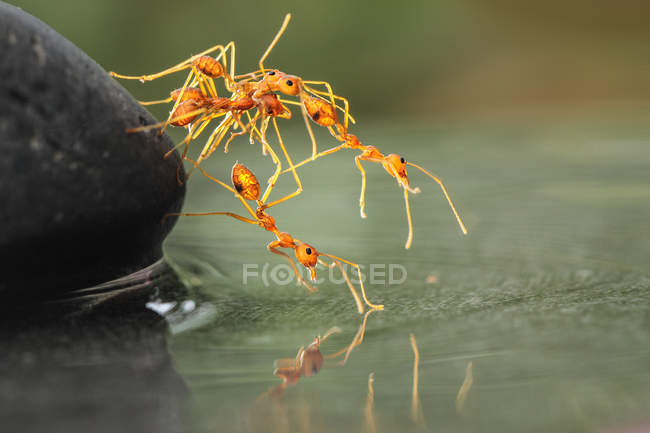 Hormigas ayudándose mutuamente - foto de stock
