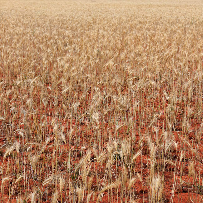 Wheat field background — Stock Photo