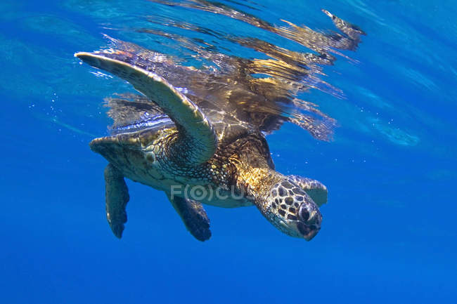 Tartaruga marinha verde havaiana — Fotografia de Stock