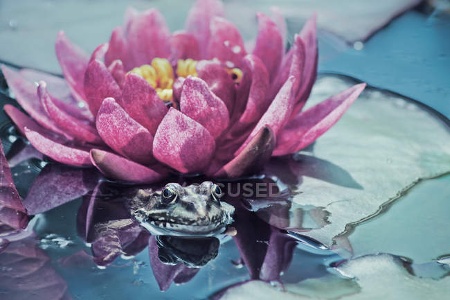 Frog and water lily — Stock Photo