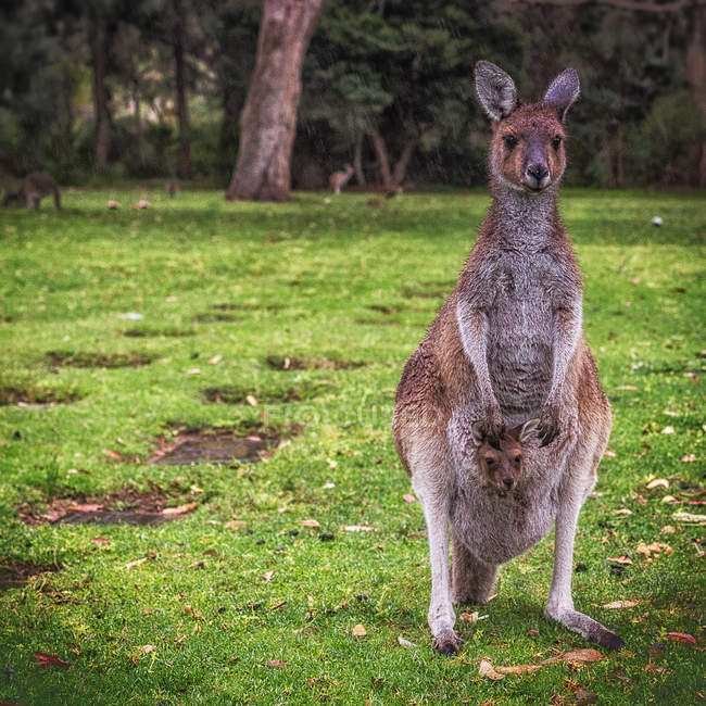 Мати кенгуру з її Джої — стокове фото