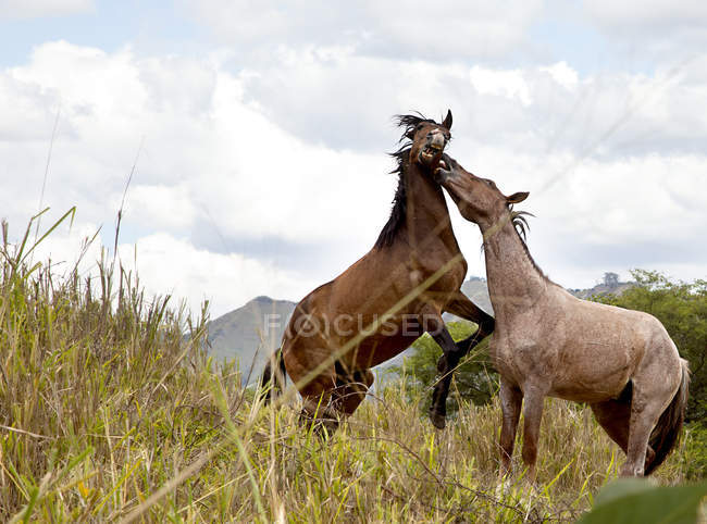 Cavalos lutando no campo — Fotografia de Stock