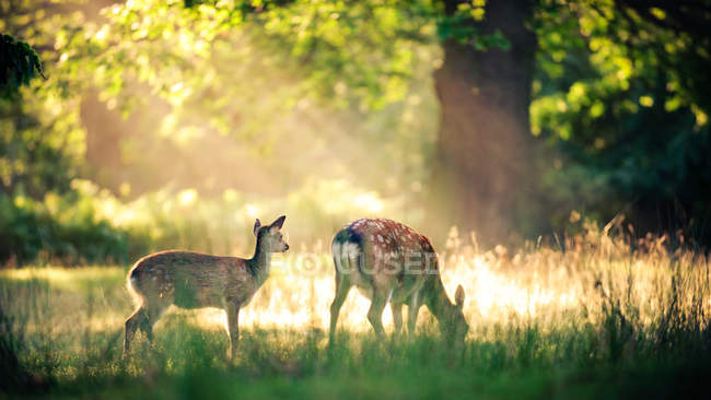 Two deer in park — Stock Photo
