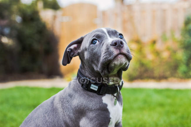 American bully puppy — Stock Photo