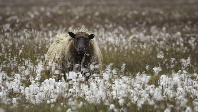 Sheep in cotton grass field — Stock Photo