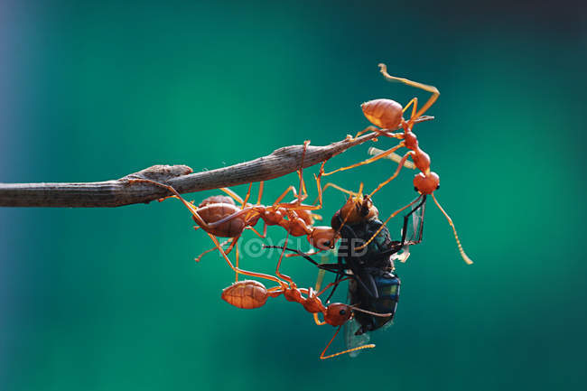 Formigas caçando, vista de perto — Fotografia de Stock