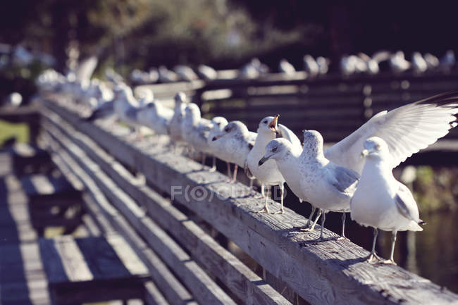 Seagulls perching on railing — Stock Photo