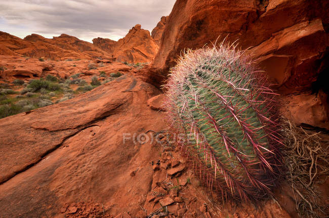 Barrel Cactus and Sandstone — Stock Photo