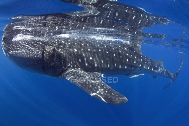 Vista del tiburón ballena - foto de stock