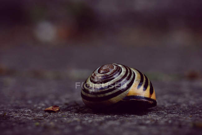 Shell lumaca, vista da vicino — Foto stock