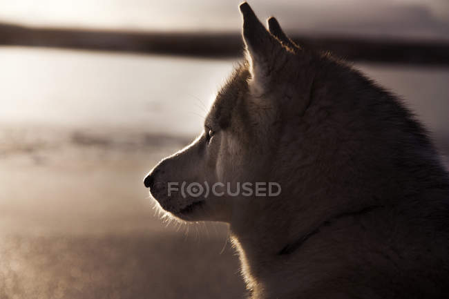 Chien husky regardant loin — Photo de stock