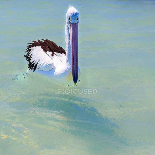 Pelikan schwimmt auf See — Stockfoto