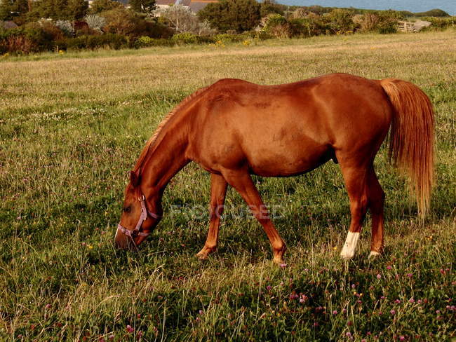 Pferd weidet auf Feld — Stockfoto